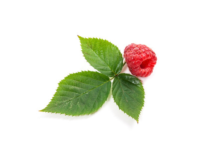 Close up view of fresh raspberry fruit with green leaf of raspberry bush isolated on white...