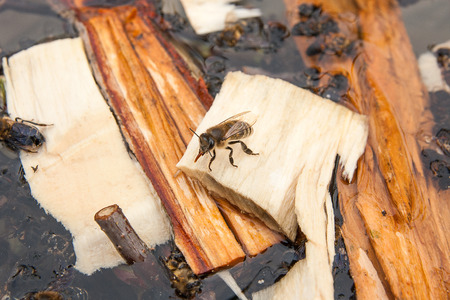 Busy bees, close up view of the working bees. Bees close up showing some animals drinking water.の写真素材