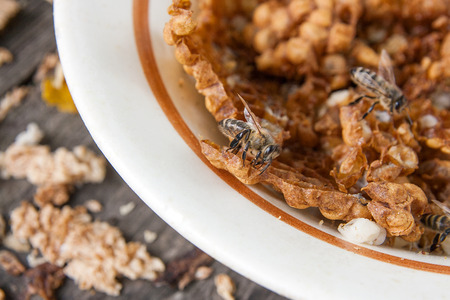 Close up view of the working bee on the honeycomb. White plate with section of wax honeycomb from...