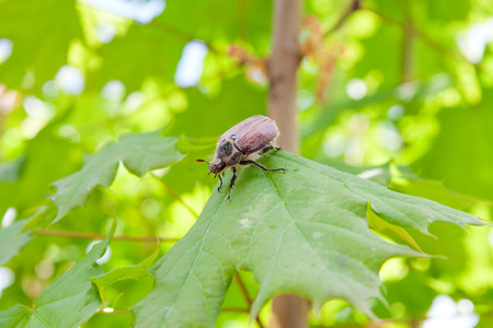 Close up view of the European beetle pest - common cockchafer (melolontha) also known as a May bug...