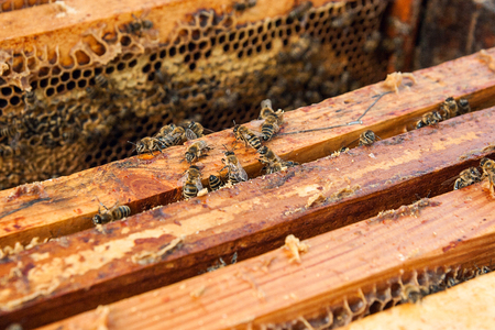 Close up view of the opened hive body showing the frames populated by honey bees.