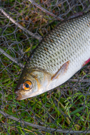 Close up view of two freshwater common rudd fish known as scardinius erythrophthalmus on black...