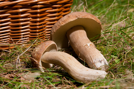 Harvested at autumn amazing edible mushrooms boletus edulis (king bolete) known as porcini mushrooms. Composition of several edible mushroom Boletus edulis (cep, penny bun, porcino, or king bolete, usually called porcini mushroom) and wicker basket on back on natural background.の写真素材