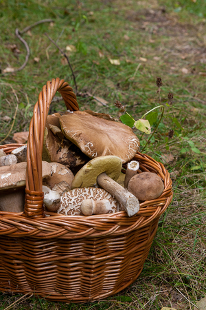 Harvested at autumn amazing edible mushrooms boletus edulis (king bolete) known as porcini mushrooms in the wicker basket. Composition of edible mushroom Boletus edulis (cep, penny bun, porcino, or king bolete, usually called porcini mushroom) in the wicker basket on natural background.の写真素材