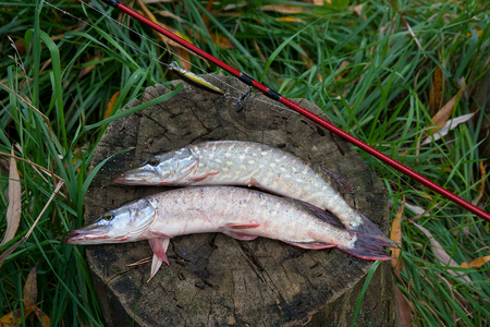 Freshwater Northern pike fish know as Esox Lucius lying on a wooden hemp and fishing equipment. Fishing concept, good catch - big freshwater pike fish just taken from the water on old wooden hemp and fishing rod with reel.の写真素材