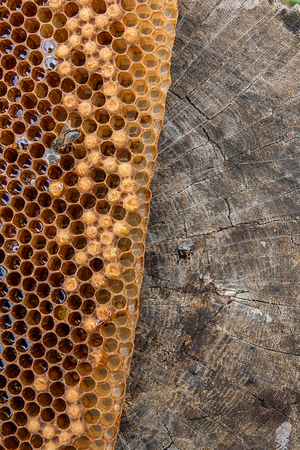 Close up view of the working bee on the honeycomb with sweet honey. Piece of yellow honeycomb from beehive with sweet honey on the vintage wooden background. Bee honey collected in the beautiful yellow honeycomb.
の写真素材