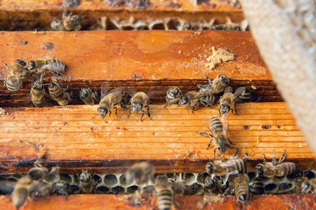 Close up view of the opened hive body showing the frames populated by honey bees.