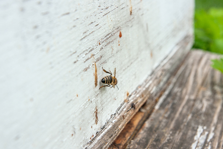 Several bees at the entrance of beehive in apiary. Busy bees, close up view of the working bees
の写真素材