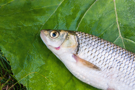 Close up view of the just taken from the water freshwater chub fish known as European chub (Squalius...