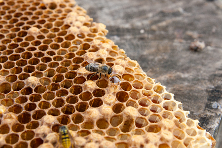 Close up view of the working bee on the honeycomb with sweet honey. Piece of yellow honeycomb from...