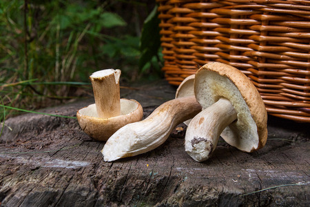 Harvested at autumn amazing edible mushrooms boletus edulis (king bolete) known as porcini mushrooms. Composition of several edible mushroom Boletus edulis (cep, penny bun, porcino, or king bolete, usually called porcini mushroom) and wicker basket on wooden background in forest.の写真素材