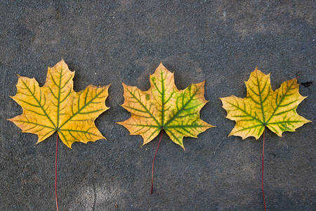 Red, green or yellow maple leaf as an autumn symbol as a seasonal themed concept isolated on dark...