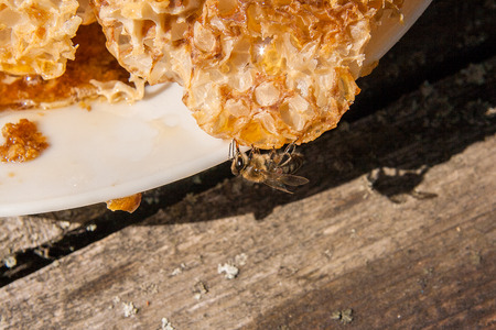 Close up view of the working bee on the honeycomb with sweet honey. White plate with section of wax...