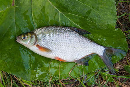 Close up view of the just taken from the water freshwater white bream or silver fish known as blicca...