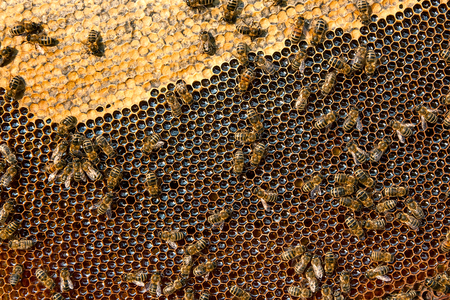 Close up view of the working bees on the honeycomb with sweet honey. Honey is beekeeping healthy...