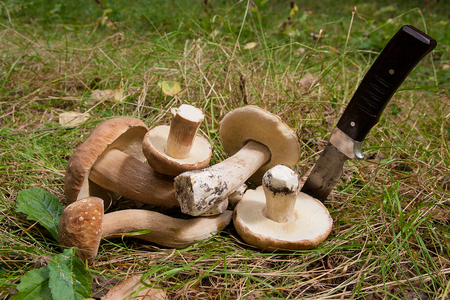 Harvested at autumn amazing edible mushrooms boletus edulis (king bolete) known as porcini mushrooms. Composition of group edible mushroom Boletus edulis (cep, penny bun, porcino, or king bolete, usually called porcini mushroom) and knife on natural background.
の写真素材
