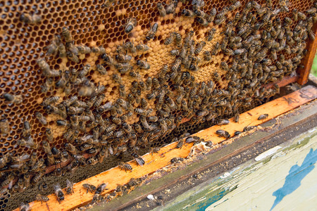 Busy bees, close up view of the working bees on honeycomb. Bees close up showing some animals and...