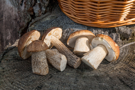 Harvested at autumn amazing several edible mushrooms brown cap boletus known as boletus badius and boletus edulis known as porcini mushrooms. Composition of group edible mushrooms brown cap boletus and porcini mushrooms on natural wooden background on sunny autumn day in wood.の写真素材