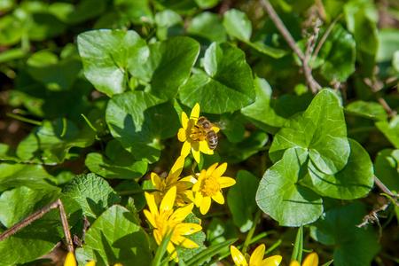 Close up view of working bee on Marsh Marigold known as Caltha palustris in yellow growing on wet woodland at spring time.の写真素材