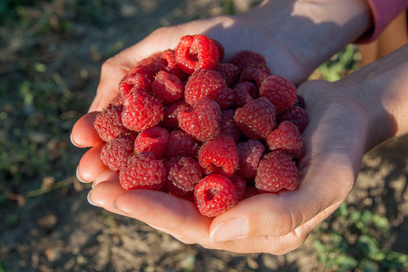 Lots of red ripe raspberries in hands. Close up of fresh organic sweet berries.
