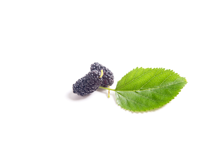 Heap of fresh sweet black mulberry berries and green leaf of mulberry tree isolated on whiteの写真素材