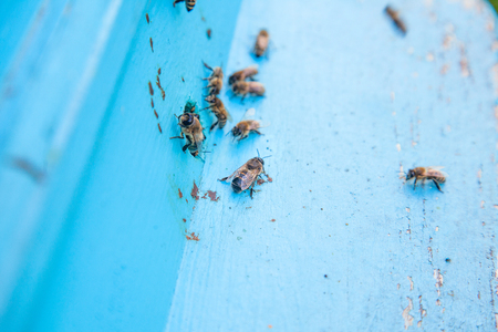 Plenty of bees at the entrance of beehive in apiary. Busy bees, close up view of the swarming bees...