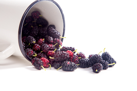 White cup with fresh sweet black mulberry berries isolated on whiteの写真素材