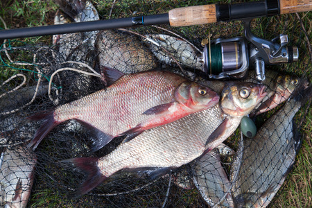 Good catch. Just taken from the water big freshwater common bream known as bronze bream or carp...