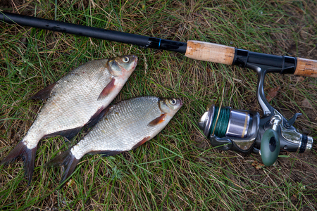Fishing concept. Freshwater fish and fishing rods with reels on green grass. Single freshwater white...