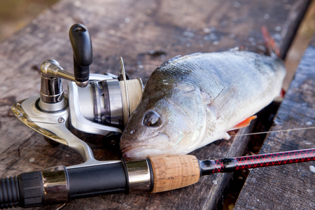 Close up view of freshwater perch and fishing rod with reel lying on vintage wooden background. Fishing concept, trophy fishing - big freshwater perch fish just taken from the water and fishing equipment on vintage wooden background.の写真素材