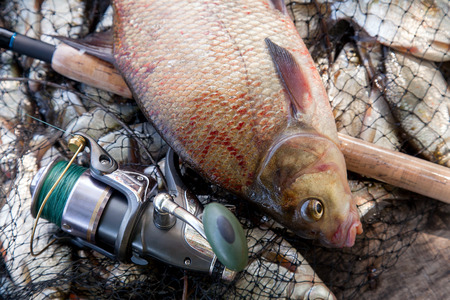 Good catch. Close up view of just taken from the water big freshwater common bream known as bronze...