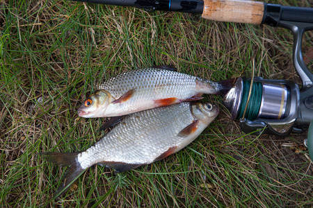 Fishing concept. Freshwater fish and fishing rods with reels on green grass. Single freshwater white...