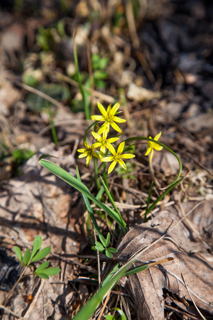 Gagea lutea, the Yellow Star-of-Bethlehem blooming in the spring forest. Gagea lutea is a genus of herbaceous bulbous plants of the Lily family (Liliaceae).の写真素材
