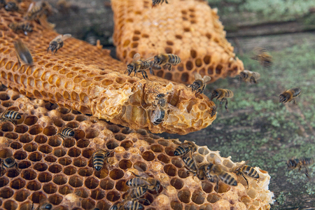 Close up view of the working bee on the honeycomb with sweet honey. Piece of yellow honeycomb from...