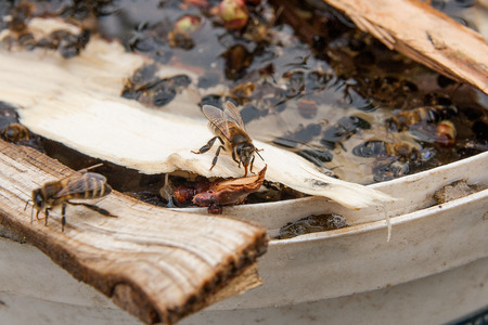 Busy bees, close up view of the working bees. Bees close up showing some animals drinking water.の写真素材