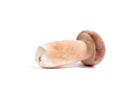 Harvested at autumn amazing edible mushroom boletus edulis (king bolete) known as porcini mushroom isolated on white background.の写真素材