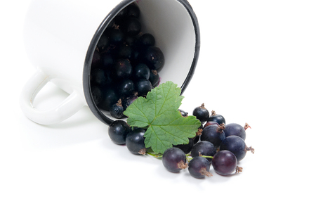 Close up view of white cup with black currant berry isolated on white background. A white cup with black currant berry and small bunch of black currant with small green leaf of currant bush in front of cup.の写真素材