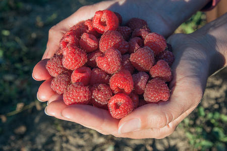 Lots of red ripe raspberries in hands. Close up of fresh organic sweet berries.の写真素材