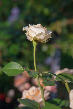 A bright white blossoming roses in the garden. Beautiful white rose bush growing on flower bed at sunny summer day.の写真素材