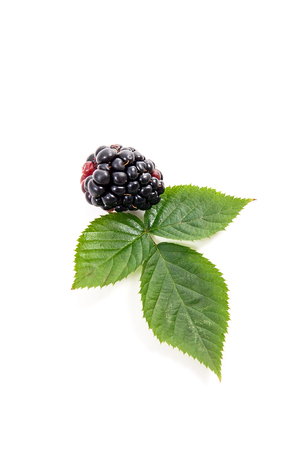 Close up view of fresh blackberry fruit with green leaf of blackberry bush isolated on white backgroundの写真素材