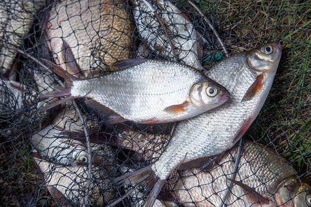Fishing concept. Freshwater white bream or silver bream on landing net with fishery catch in it.の写真素材