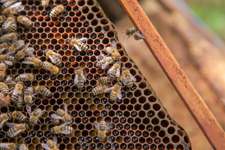 Close up view of the working bees on the honeycomb with sweet honey. Yellow honeycomb just taken...