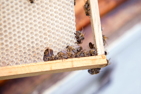 Close up view of the working bees on the honeycomb. Bee honey collected in the beautiful yellow honeycomb just taken from beehive.の写真素材