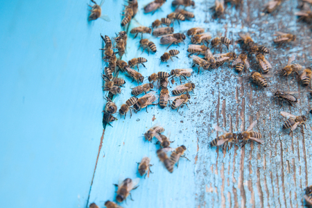 Plenty of bees at the entrance of beehive in apiary. Busy bees, close up view of the swarming bees on light blue plank.の写真素材