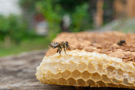 Close up view of the working bee on the honeycomb with sweet honey. Piece of yellow honeycomb from beehive with sweet honey on the vintage wooden background. Bee honey collected in the beautiful yellow honeycomb.の写真素材