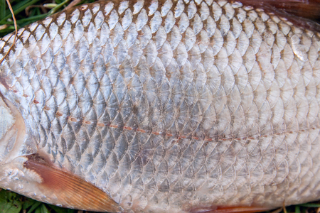 Close up view of the freshwater common roach fish just taken from the water. Catching fish - common...
