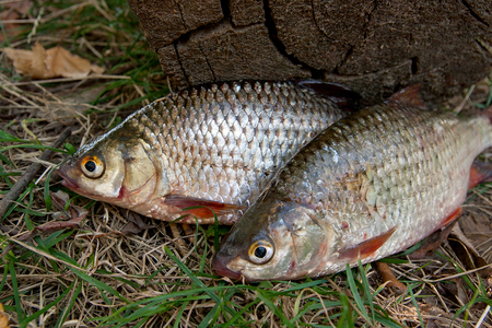 Freshwater fish just taken from the water. Several roach fish on green grass. Catching fish - common roach.の写真素材