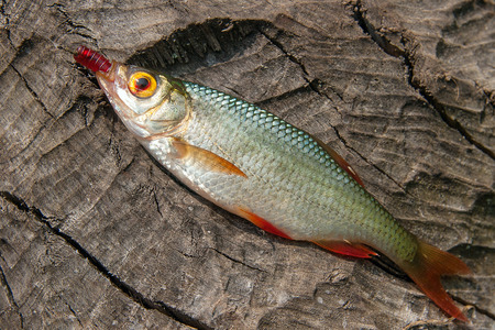 Freshwater fish just taken from the water. Single common rudd fish on the old tree trunk with brown...