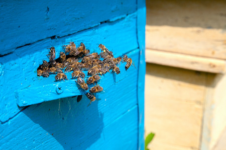 Frames of a beehive. Plenty of bees at the entrance of old beehive in apiary. Busy bees, close up...