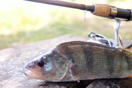 Close up view of freshwater perch and fishing rod with reel lying on vintage wooden background. Fishing concept, trophy fishing - big freshwater perch fish just taken from the water and fishing equipment on vintage wooden background.の写真素材